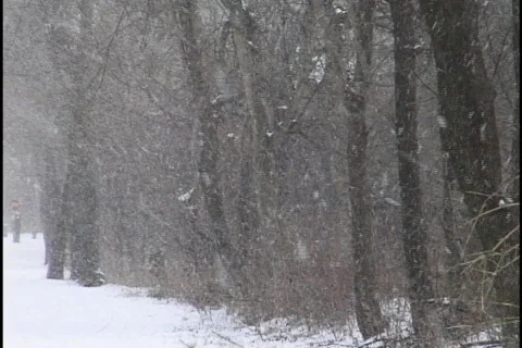 Snow Falling on Forest Trail 2 Stock Footage 298364