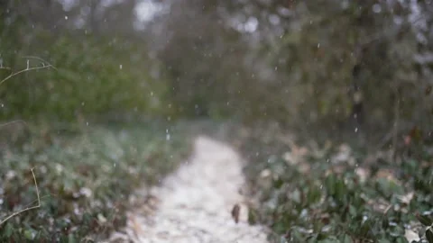 Snow falling on a forest trail Stock Footage 146403092