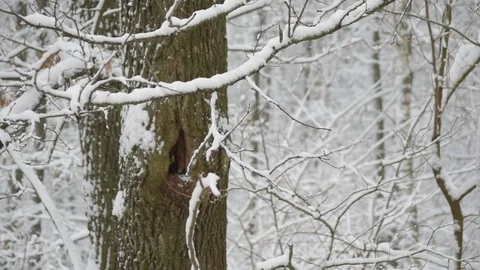 Snow falling in forest on a tree with hollow Stock Footage 70411802