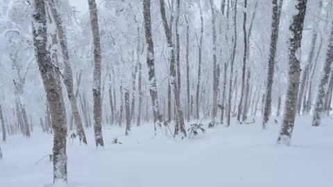 Snow falling in a forest of trees on gloomy winter day Stock Footage 329178376