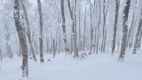 Snow falling in a forest of trees in winter Stock Footage 319573198
