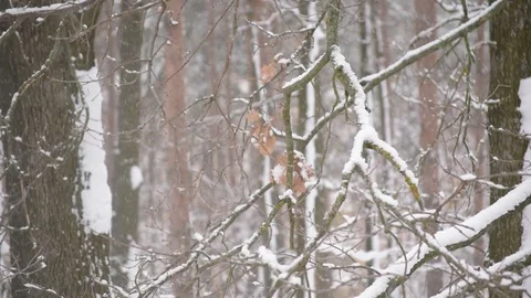 Snow falling in forest on white background of leafless trees Stock Footage 87528510