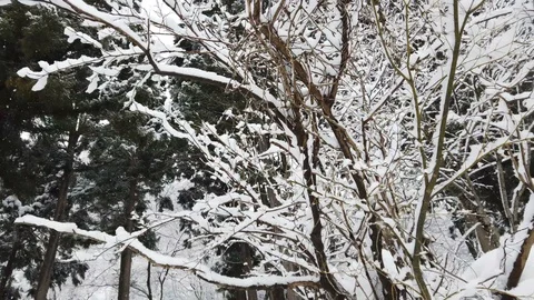 Snow falling at forest in winter Stock Footage 105274840