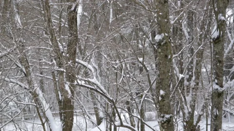 Snow Falling in a Forest in Winter (Super Slow Motion/LOOP) Stock Footage 142563209