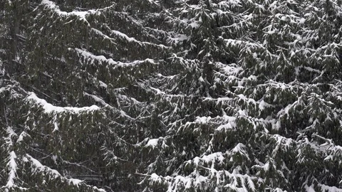 Snow falling in a forest in winter time Stock Footage 88079130
