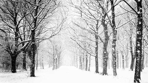 Snow Falling on the Forrest 库存影片 119788294