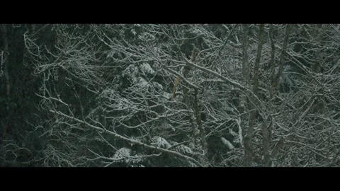 Snow falling in forrest in slow motion Vidéo 270774490