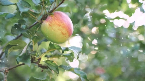 Snow Falling on Fresh Fruits on Tree Branch Stock-Footage 330278043