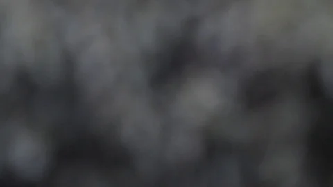 Snow falling in front of blurry background of tree 1 Stock Footage 99659495