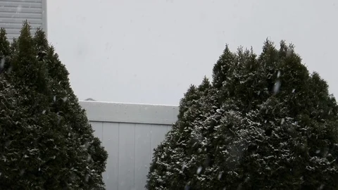 Snow falling in front of bushes Video stock 122142980