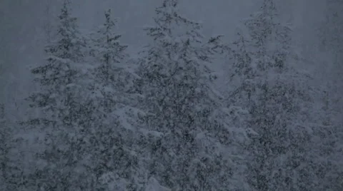 Snow falling in front of forest Stock Footage 1085038