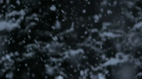 Snow falling in front of forest Stock Footage 1085088
