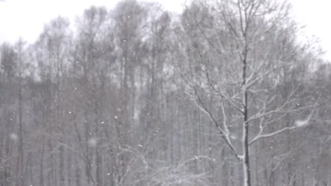 Snow falling in front of forest. Stock-Footage 98235631