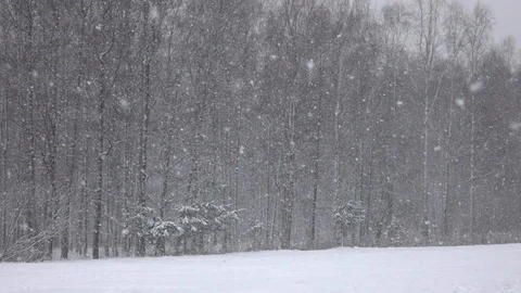 Snow falling in front of forest. Stock-Footage 98235652