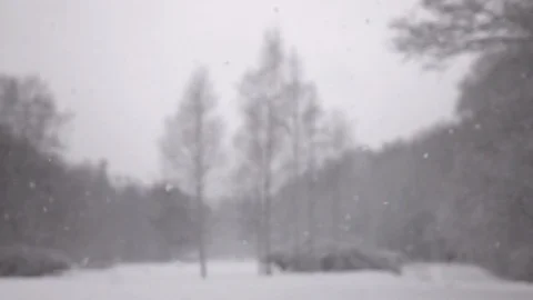 Snow falling in front of forest. 스톡 동영상 98235653