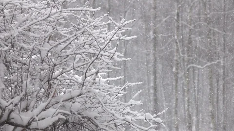 Snow falling in front of forest. 動画素材 98235672
