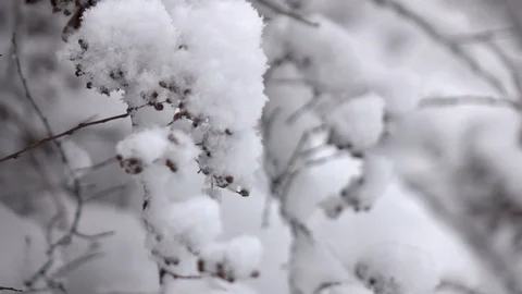 Snow falling in front of forest. 스톡 동영상 98295083
