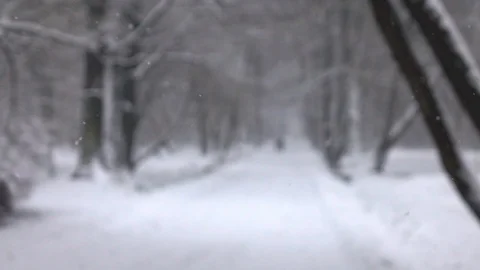 Snow falling in front of forest. Stock Footage 98295084