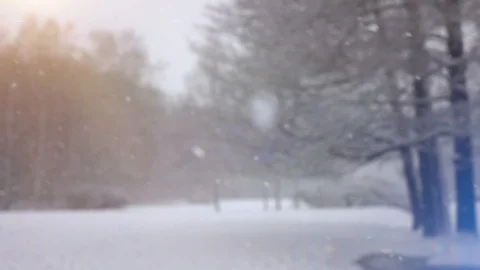 Snow falling in front of forest. Stock Footage 98295106