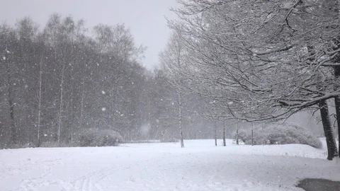 Snow falling in front of forest. Stock Footage 98295107