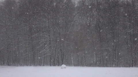 Snow falling in front of forest. Video stock 98295125