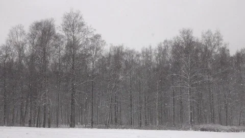 Snow falling in front of forest. Video stock 98295141