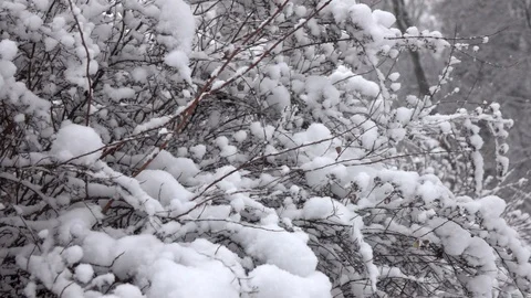 Snow falling in front of forest. 動画素材 98304589