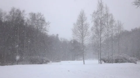 Snow falling in front of forest. Video stock 98304612