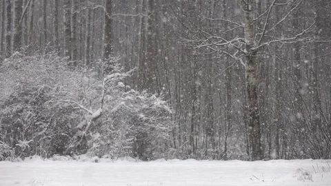 Snow falling in front of forest. Vídeo Stock 98304620