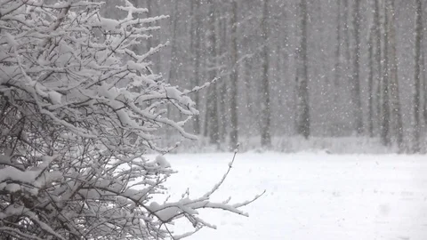 Snow falling in front of forest. Stock Footage 98304629