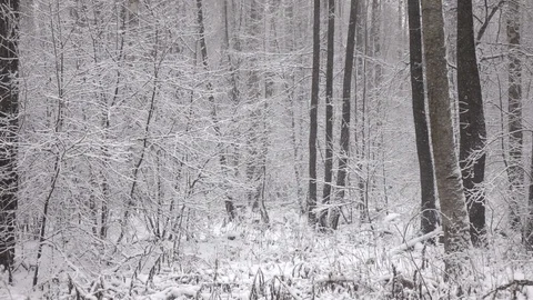 Snow falling in front of forest. Stock Footage 98407270