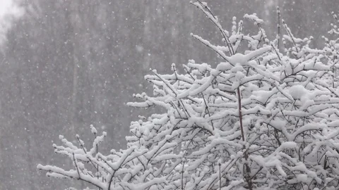 Snow falling in front of forest. 動画素材 98407290