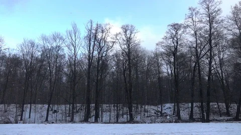 Snow falling in front of forest. Stock Footage 98407478