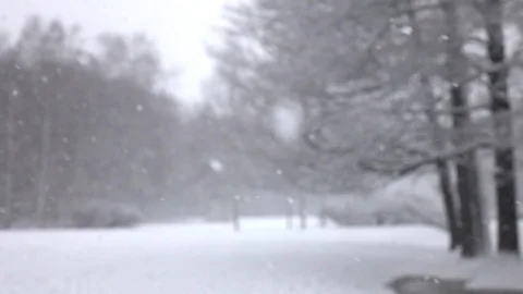 Snow falling in front of forest. Stock Footage 98407600