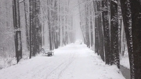 Snow falling in front of forest. Vídeo Stock 98416300