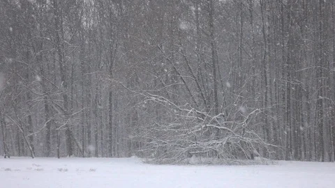 Snow falling in front of forest. 스톡 동영상 98416316