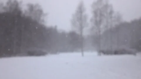 Snow falling in front of forest. Vídeo Stock 98416327