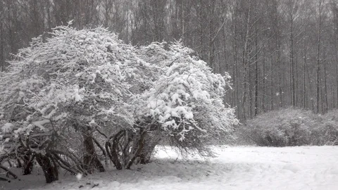 Snow falling in front of forest. Vídeo Stock 98416343