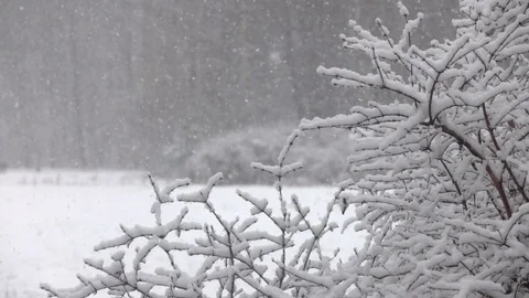 Snow falling in front of forest. 스톡 동영상 98416347