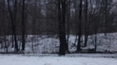 Snow falling in front of forest. 動画素材 98416490