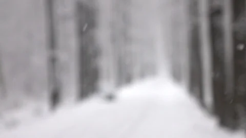 Snow falling in front of forest. Stock Footage 98427528