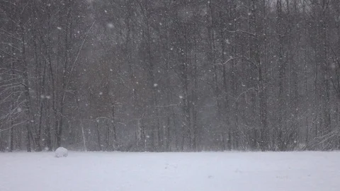 Snow falling in front of forest. Stock Footage 98427536