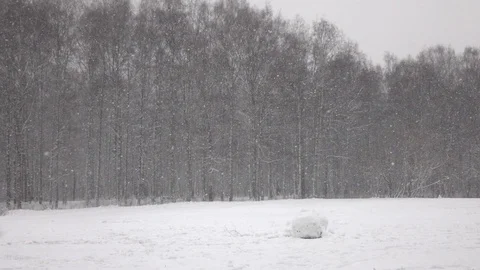 Snow falling in front of forest. 스톡 동영상 98496173