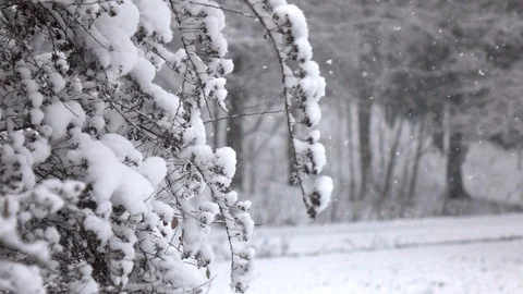 Snow falling in front of forest. Stockbeeldmateriaal 98499781