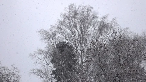 Snow falling in front of forest. Stock Footage 98499805