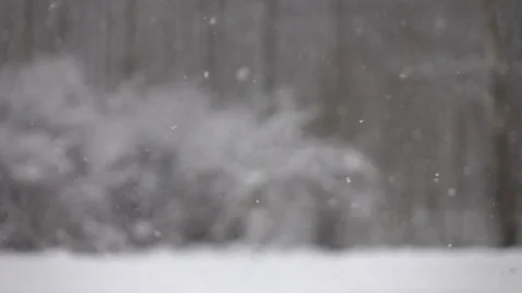 Snow falling in front of forest. Stock Footage 98499831