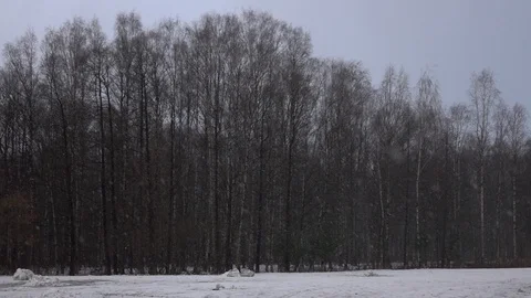 Snow falling in front of forest. Video stock 98500073