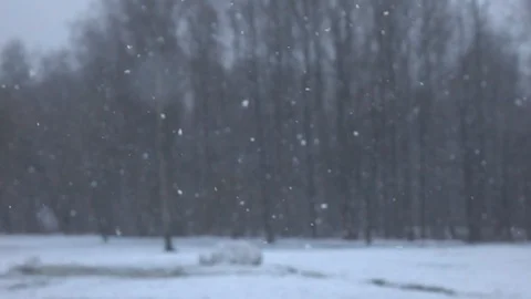 Snow falling in front of forest. Vídeo Stock 98500094