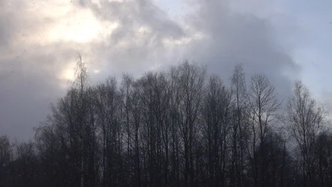 Snow falling in front of forest. Stock Footage 98500102