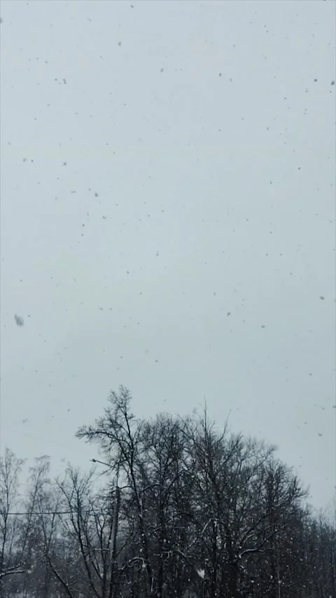 Snow falling in front of forest. Slow motion. Stock Footage 165238711